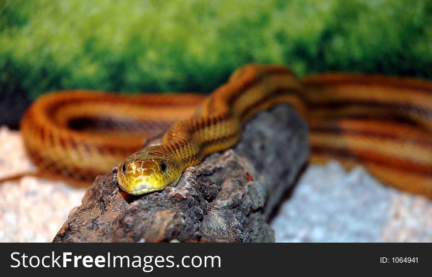 Closeup of a serpent. Closeup of a serpent