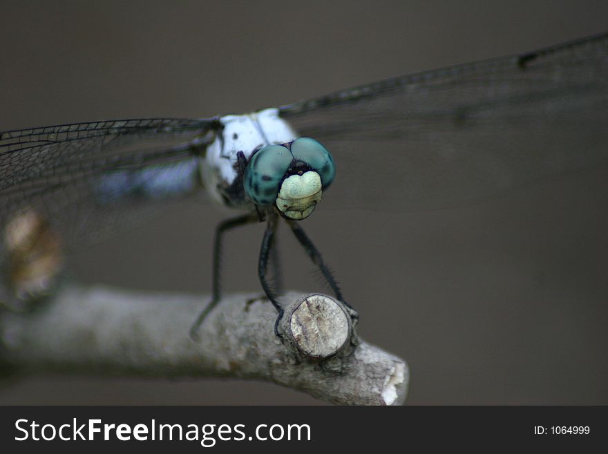 Dragonfly perch