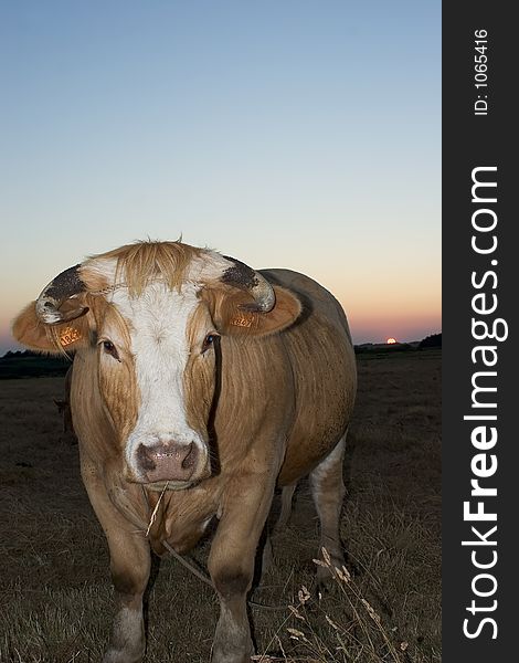 Portrait of a cow during the sunset. Portrait of a cow during the sunset