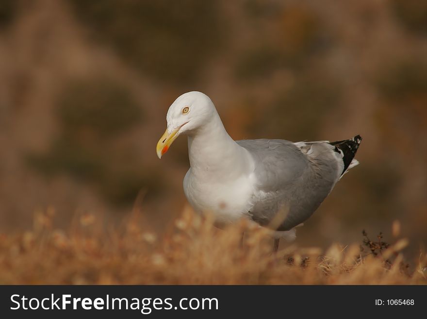 Seagull on the ground