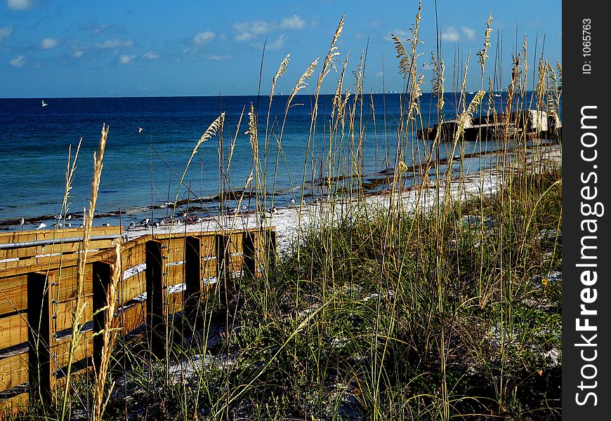 A walkway to the beach with sea oats in the foreground. A walkway to the beach with sea oats in the foreground