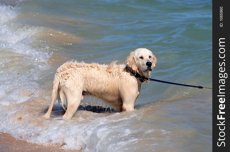 Wet Golden Retriever or Labrador dog playing in the waves of the sea in Spain. Wet Golden Retriever or Labrador dog playing in the waves of the sea in Spain