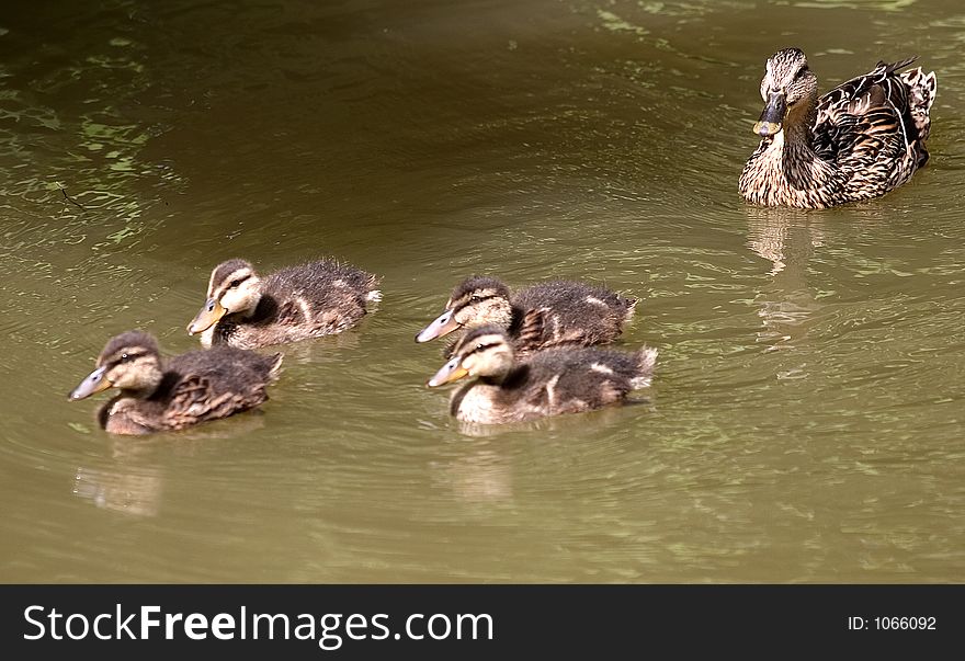 Duck and 4 ducklings swimming