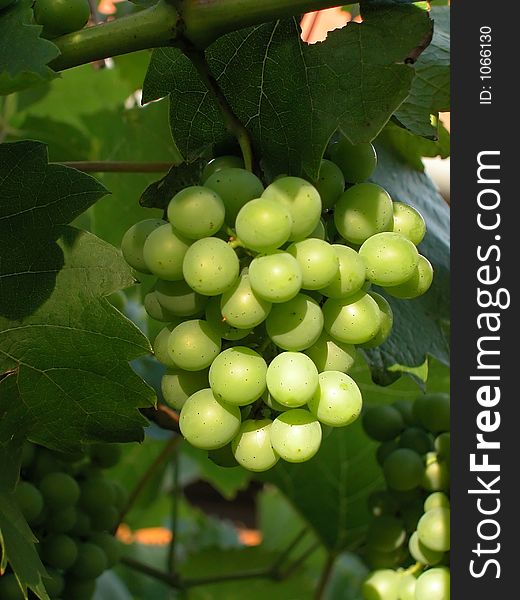 Grape vine to be harvested. Grape vine to be harvested