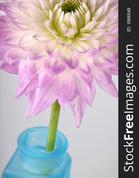 Lavender colored dahlia in blue glass vase. Lavender colored dahlia in blue glass vase