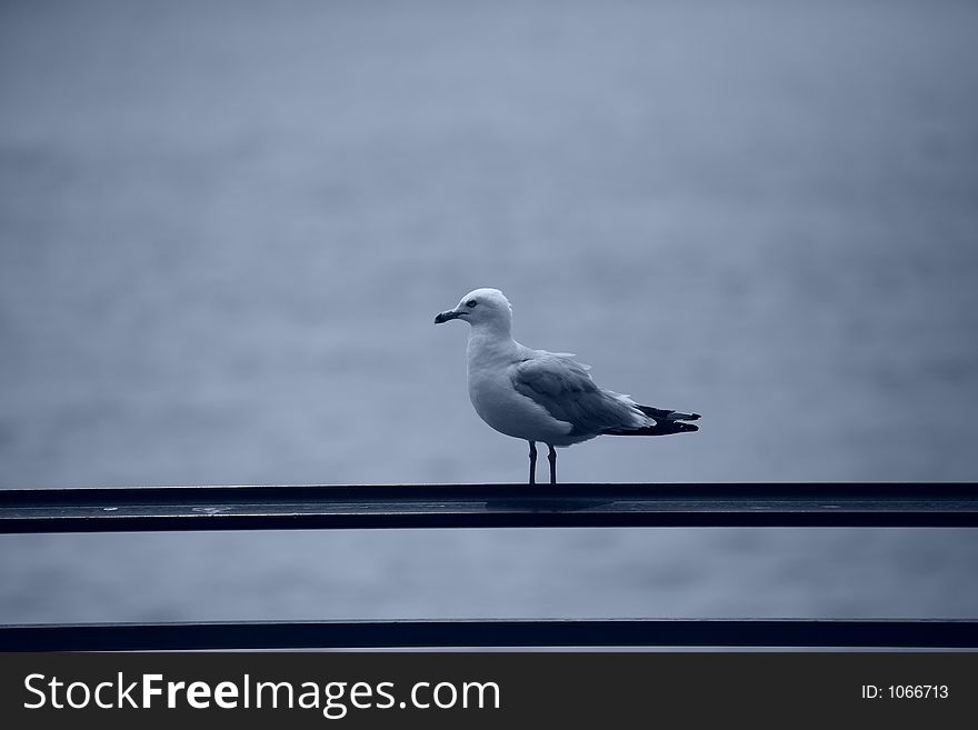 Lonly bird resting in the edge of fence. Lonly bird resting in the edge of fence