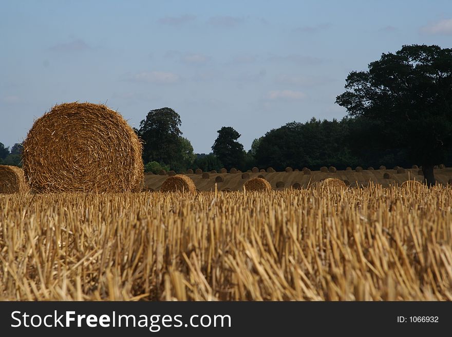 Round Straw bales in a field. Round Straw bales in a field