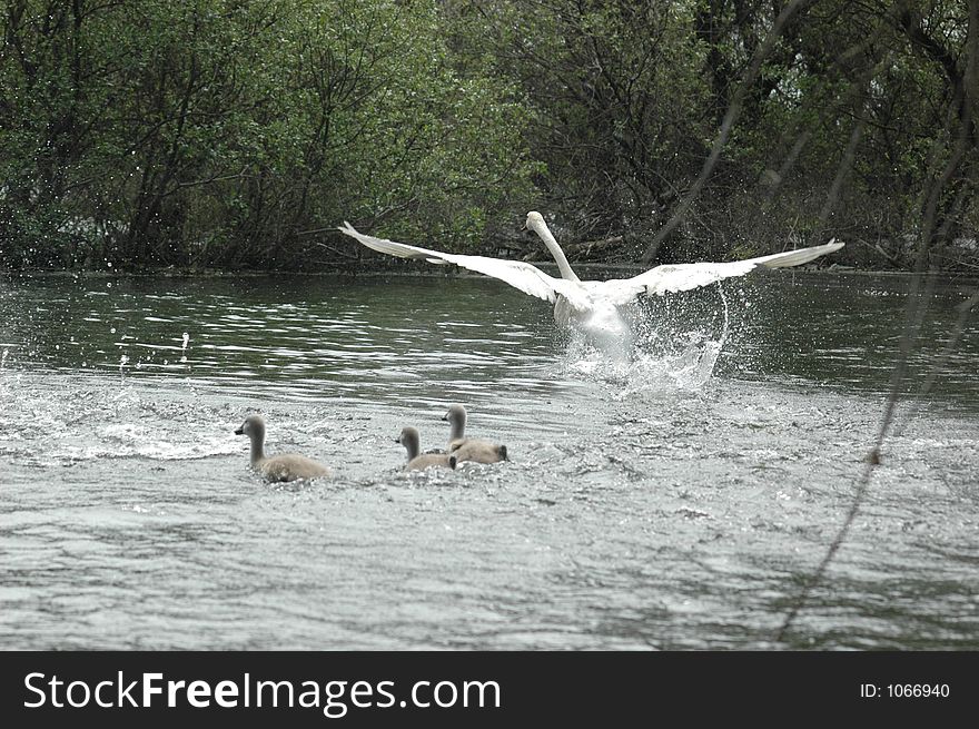 Swan and babys