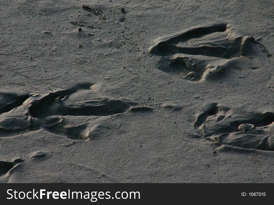 This is a close up of goose footprints on a muddy beach. This is a close up of goose footprints on a muddy beach.