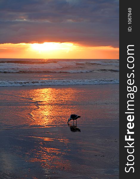 Seagull at sunset