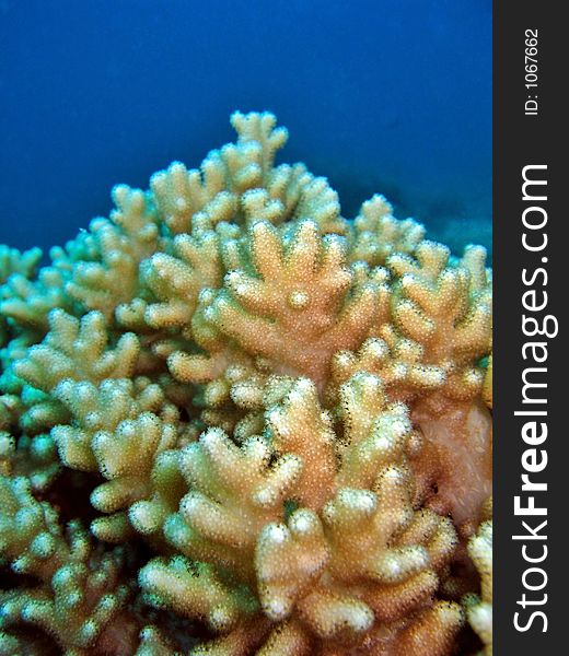 Soft coral reef. Soft coral reef