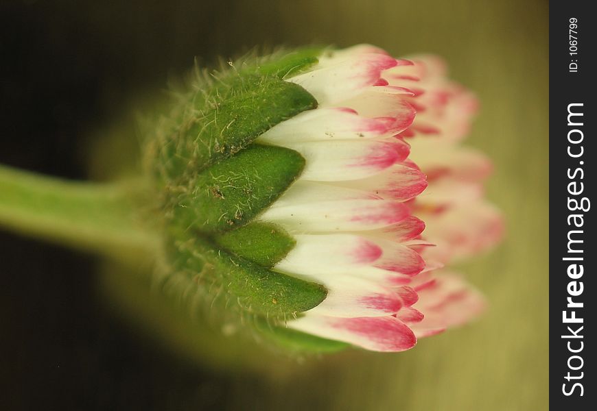 Little Daisy Macro