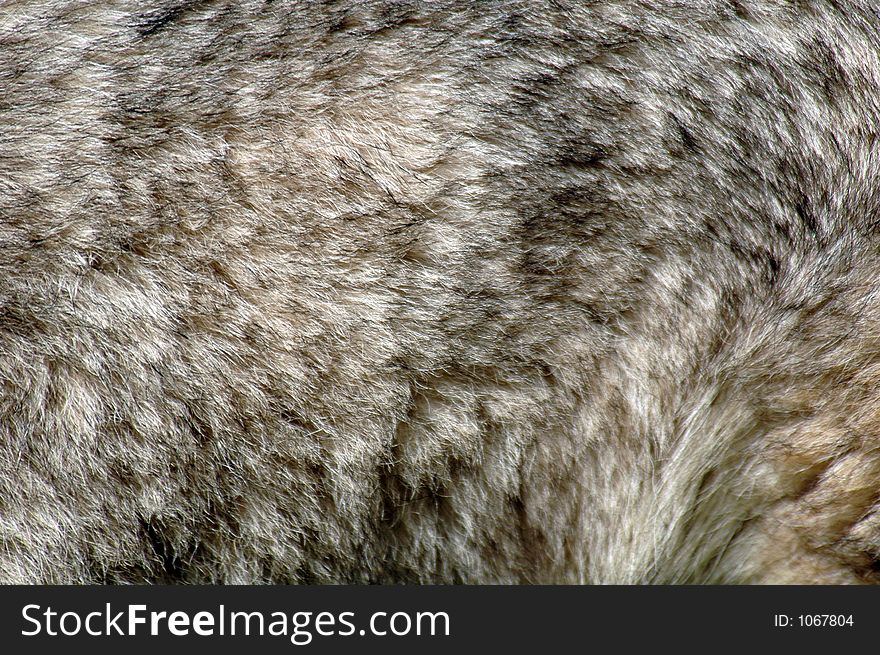 Fur of a siberian husky. Fur of a siberian husky