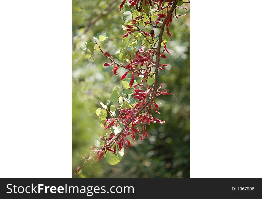 Fushia flowers on a branch