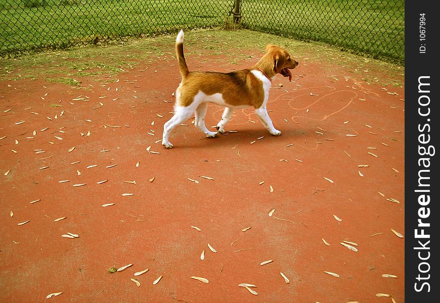 Picture of a puppy walking across a tennis court during the fall season. Picture of a puppy walking across a tennis court during the fall season.