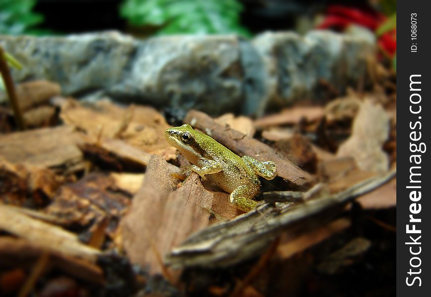 Little baby green frog. Little baby green frog