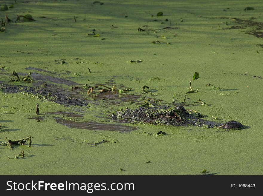 Alligator in quiet water
Alligator waiting
Alligator bended