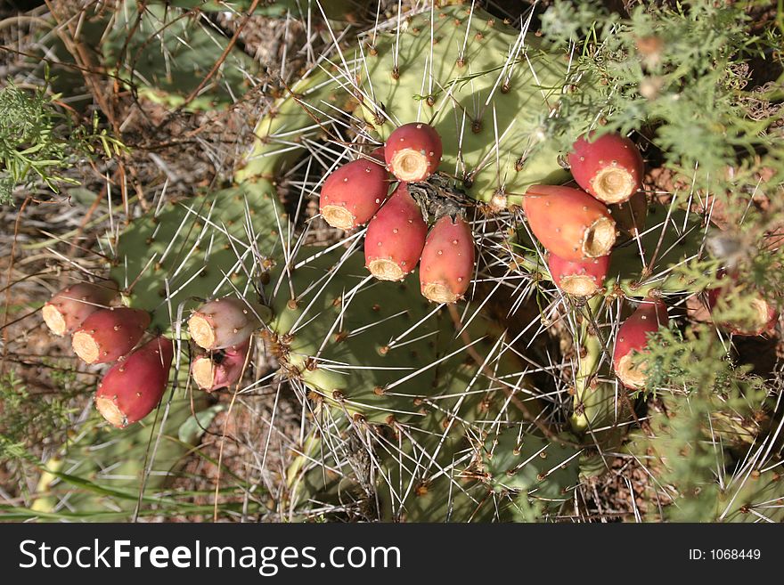 Picture of Cactus in red Canyon in northen Texas. Picture of Cactus in red Canyon in northen Texas