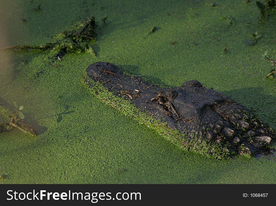 Alligator hiden