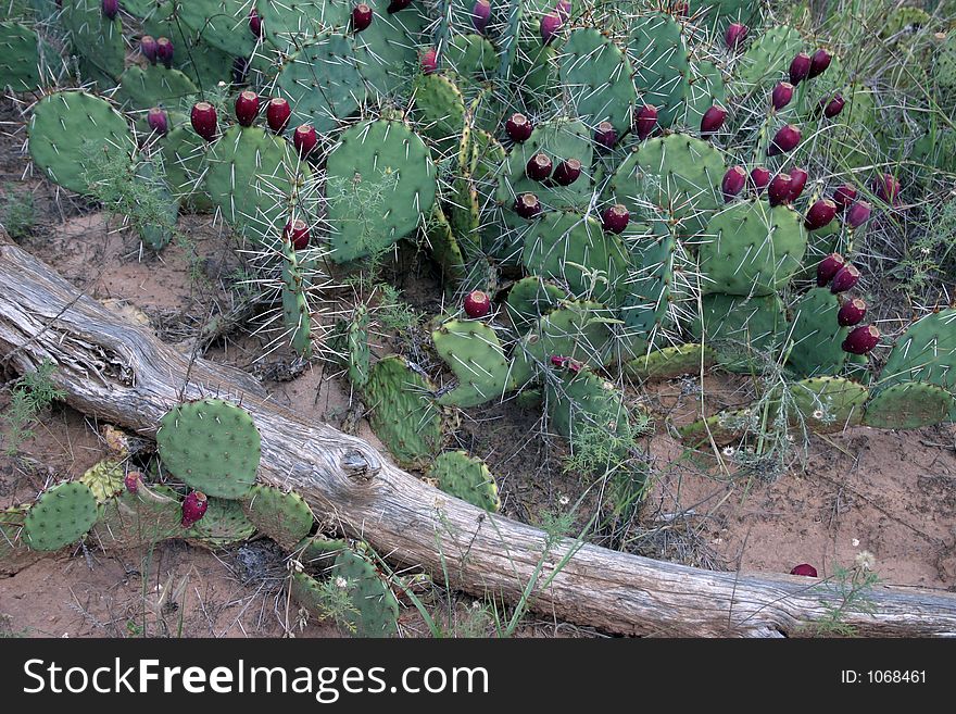 Cactus in desert . Cactus in desert