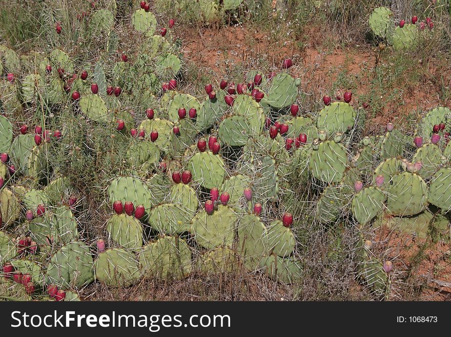 Cactus in desert. Cactus in desert