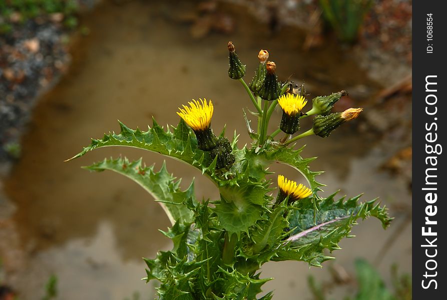 Yellow wild flowers by a pond