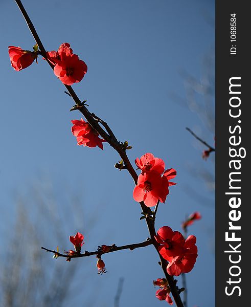 A branch with red blossom in spring, backlit, with blue sky in the background