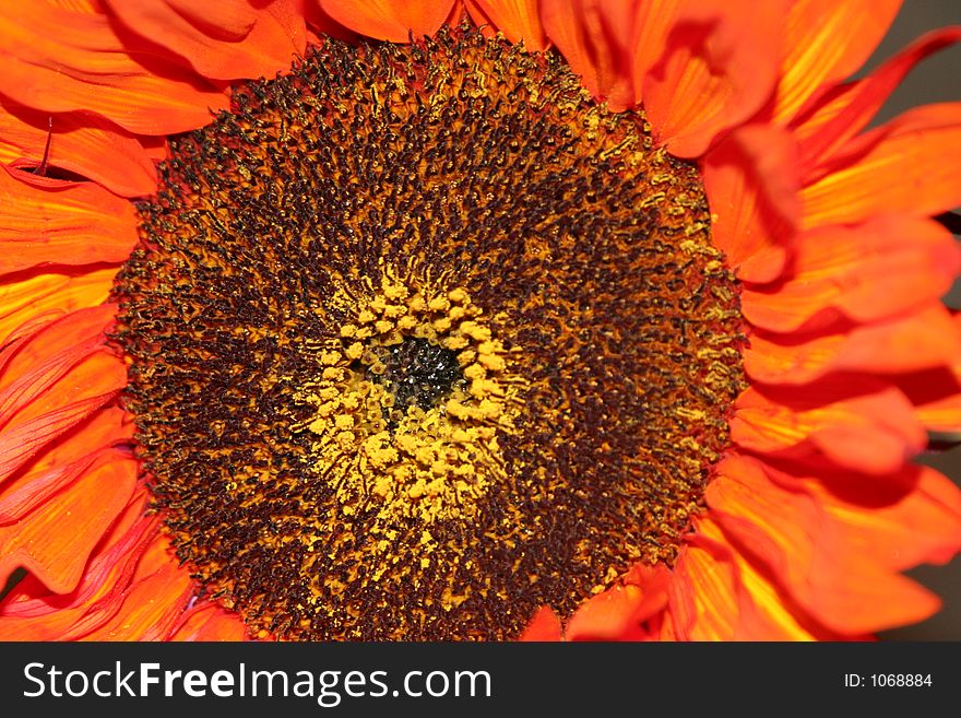 Orange sunflower close-up
