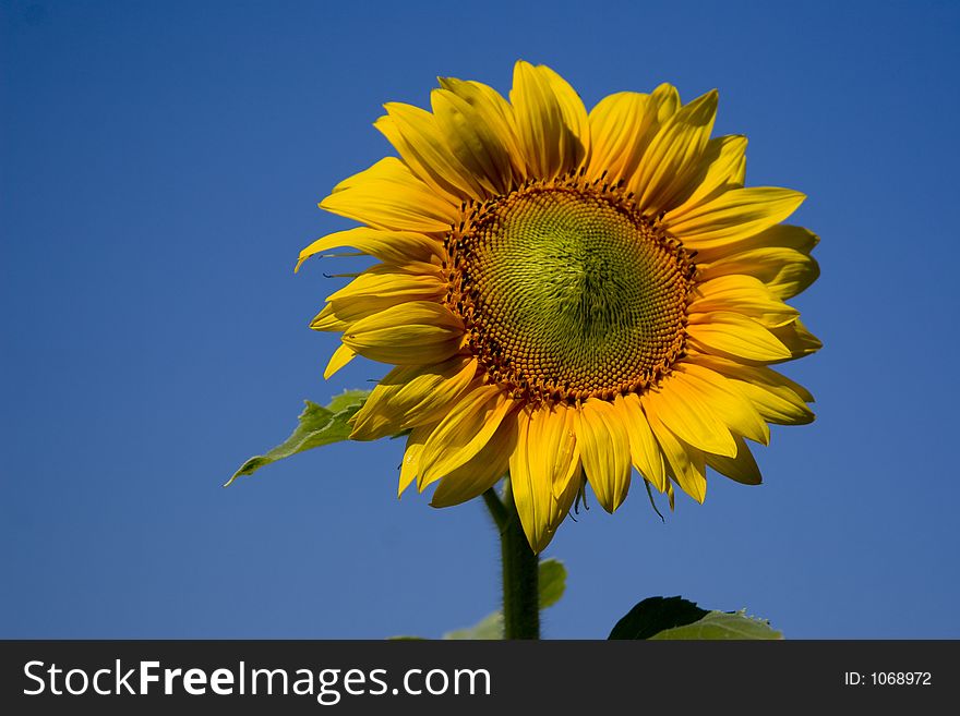 Sunflower on sky