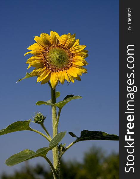 Sunflower on sky