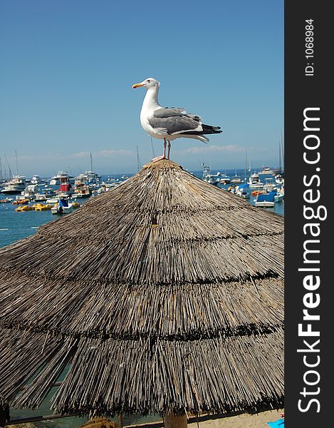 Seagull at a Catalina Island harbor near Los Angeles. Seagull at a Catalina Island harbor near Los Angeles.
