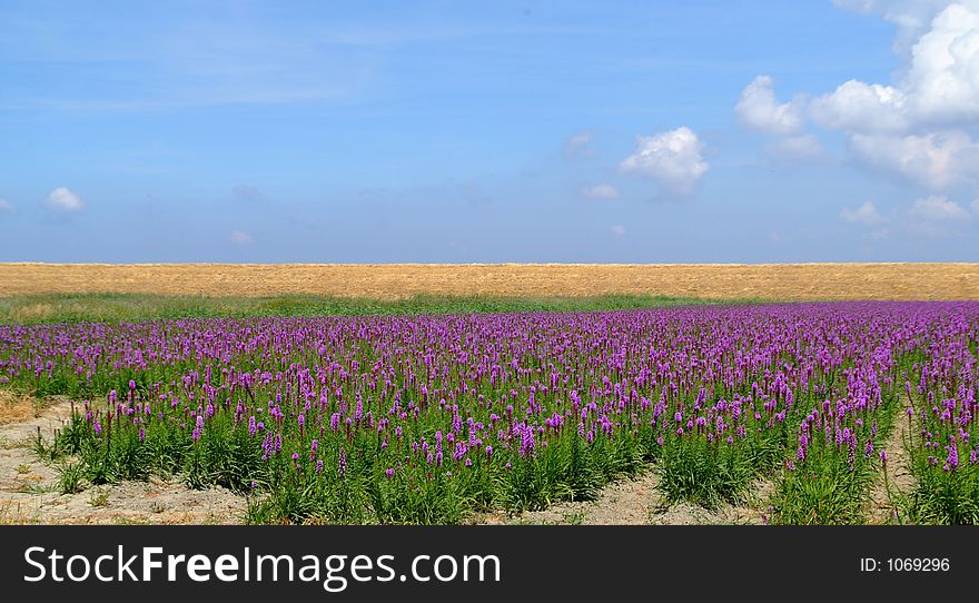 and purple vegetation. and purple vegetation