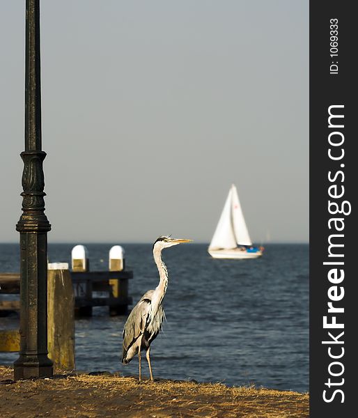 Blue heron watching a boat sail by