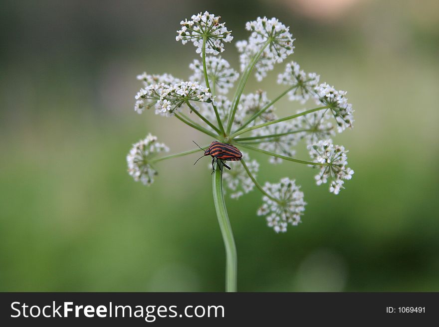 The striped bug on an umbellate flower. The striped bug on an umbellate flower