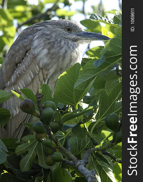 Portrait of a bird sitting on top of fig tree. Portrait of a bird sitting on top of fig tree