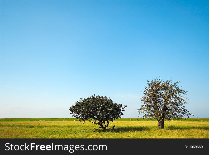 Trees in the field. Trees in the field