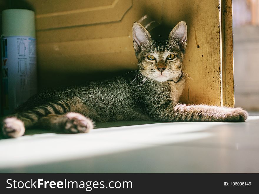 Grey Tabby Cat Lying Beside Brown Wooden Door at Daytime