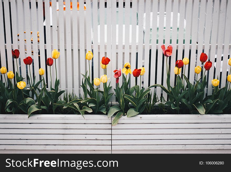 Yellow And Red Tulip Flower Plant Beside White Fence