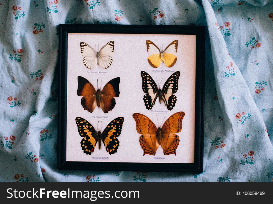 Black Wooden Framed Shadow Box of Butterflies