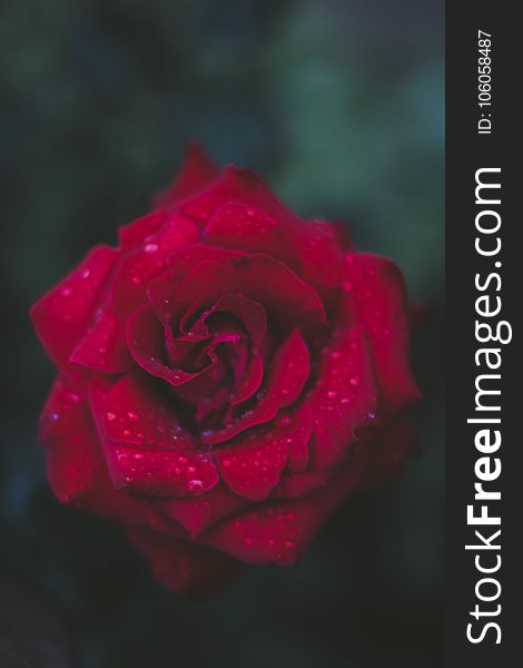 Selective Focus Photography of Red Rose