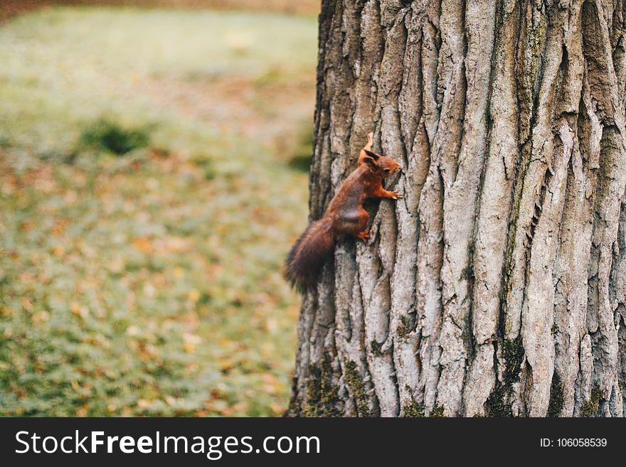 Brown Squirrel Holding on Tree