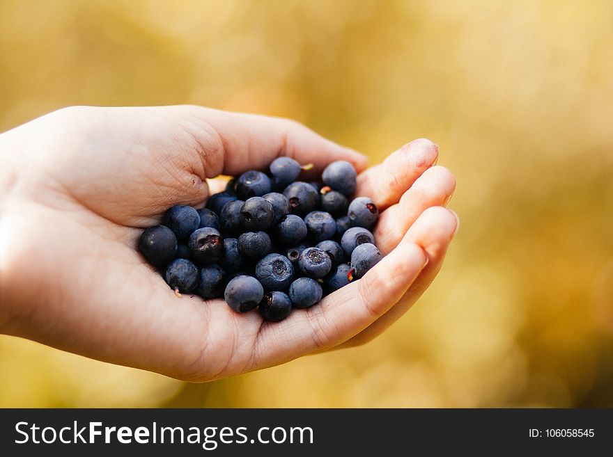 Selective Focus Photography Of Blueberry On Human Hand