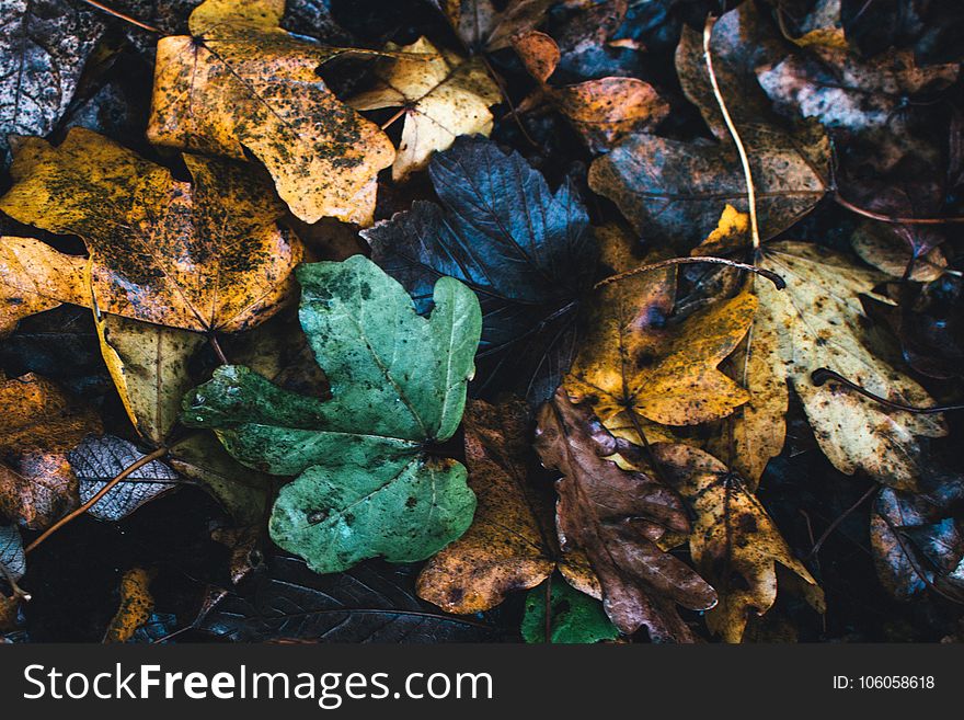 Assorted Color Leafs Photo