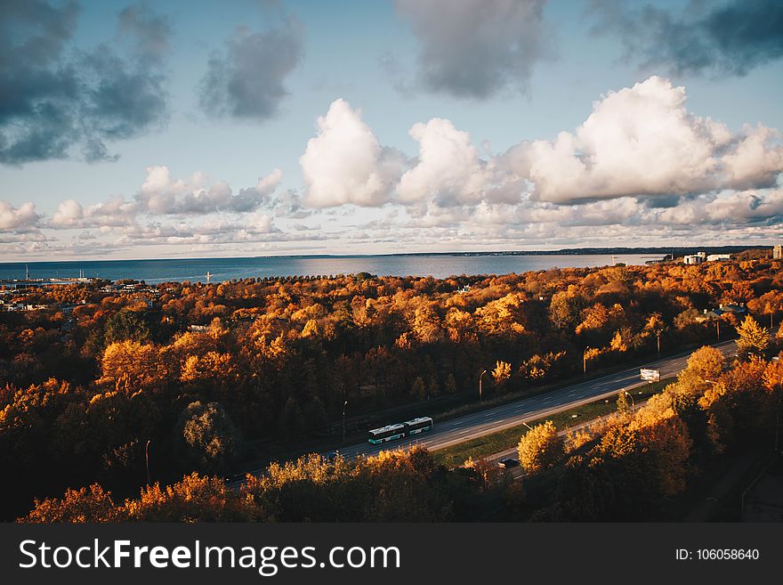 Aerial Photo of Car on the Road Surrounded by Brown Trees Under Alto Cumulus Clouds and Clear Blue Sky