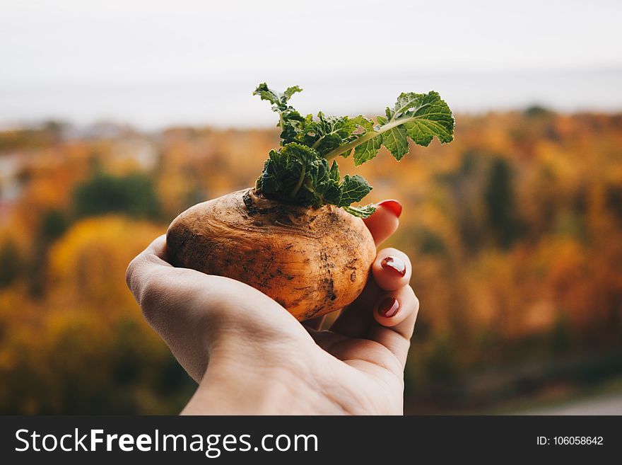 Brown Potato