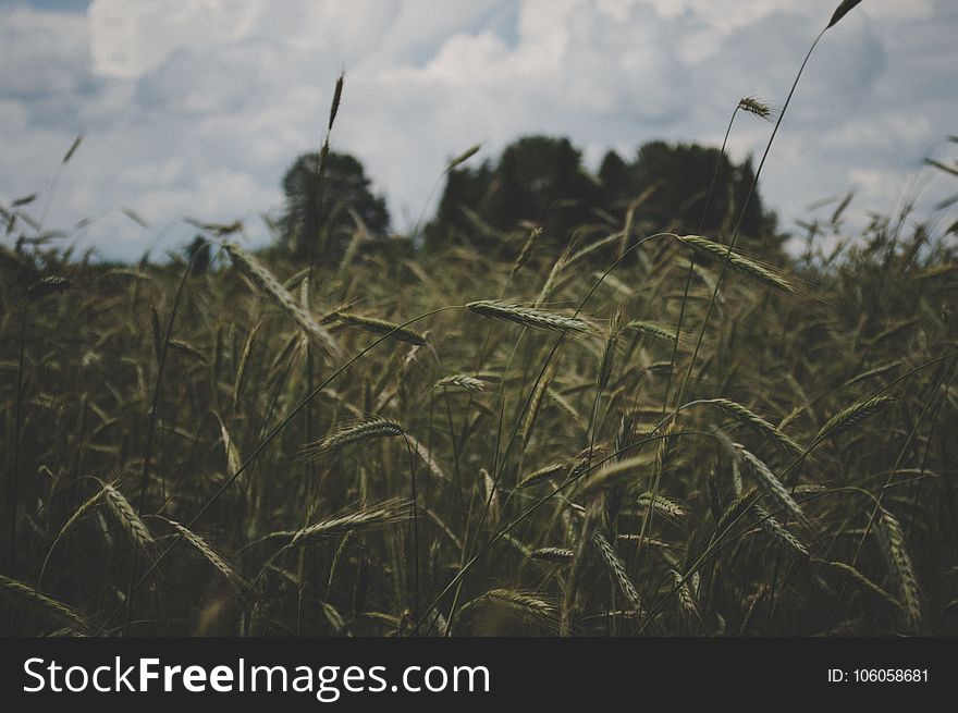 Selective Focus Photography Of Green Grass Under White Sky