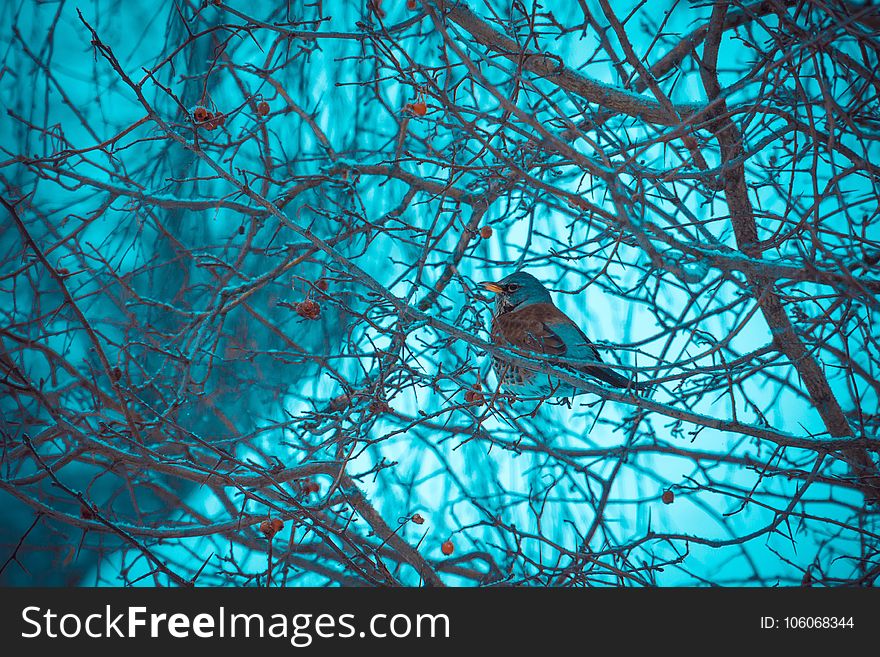 Cute little bird on winter tree searching for food. Cute little bird on winter tree searching for food.