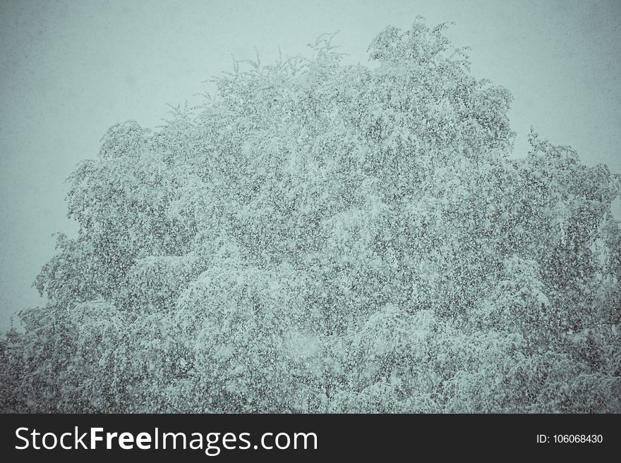 Fresh falling snow and trees, filtered winter background. Fresh falling snow and trees, filtered winter background.