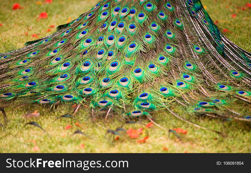 Background, beautiful peacock tail. Nature and backgrounds.