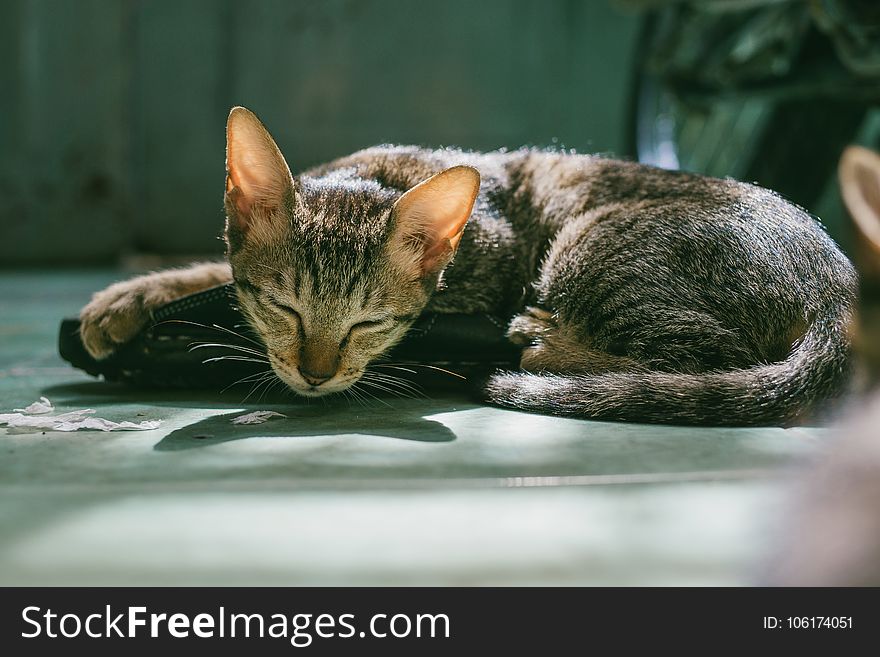 Brown Tabby Cat Sleeping